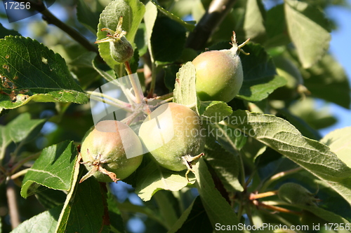 Image of Apples