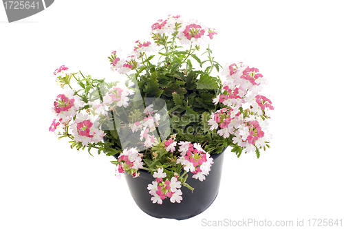 Image of verbena flowers