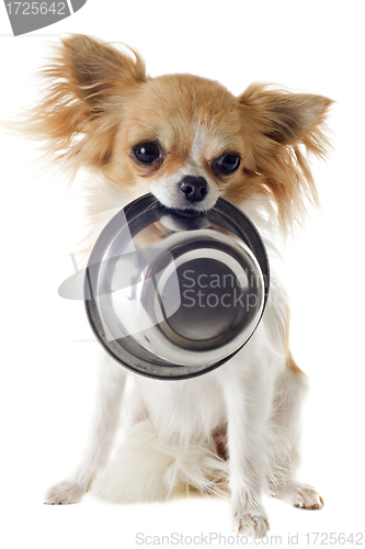 Image of puppy chihuahua and food bowl