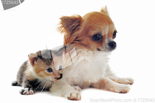 Image of chihuahua and kitten