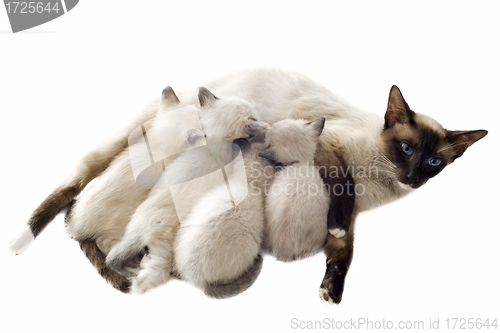 Image of Siamese kitten and mother