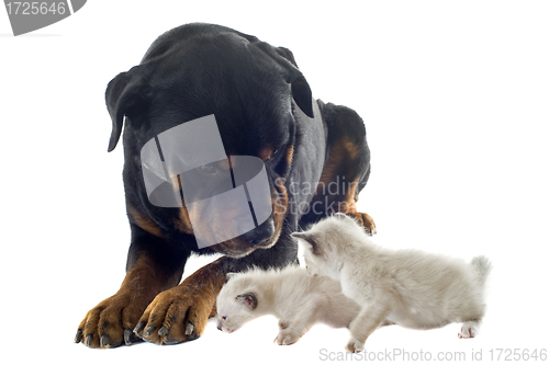 Image of rottweiler and siamese kitten