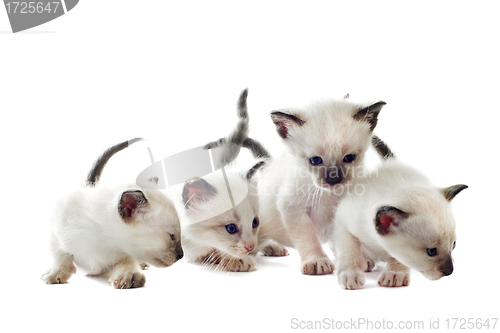 Image of Siamese kitten