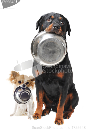 Image of rottweiler chihuahua and food bowl