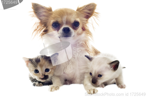 Image of puppy chihuahua and kitten