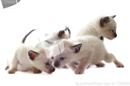 Image of Siamese kitten