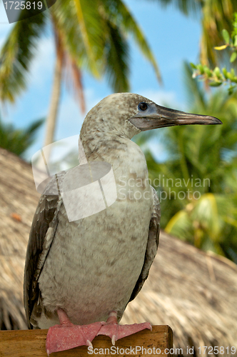 Image of Red-Footed Booby