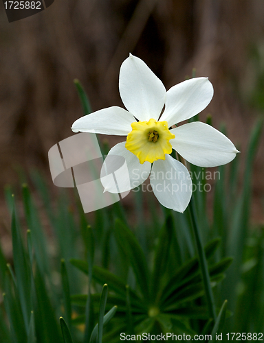 Image of Spring Daffodil 