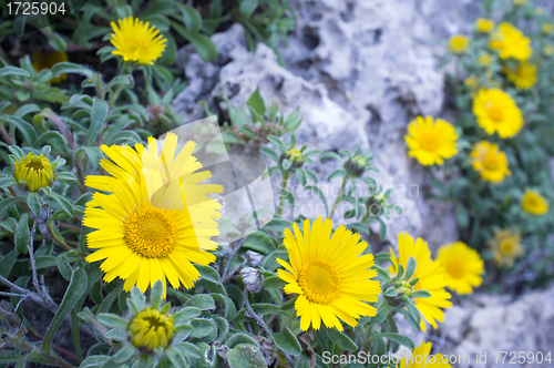 Image of Spring