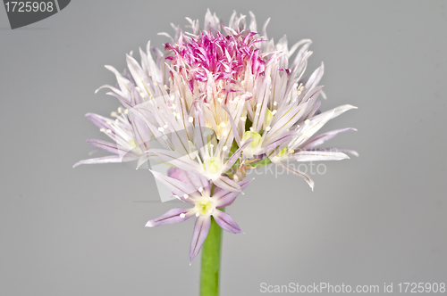 Image of chive blooming