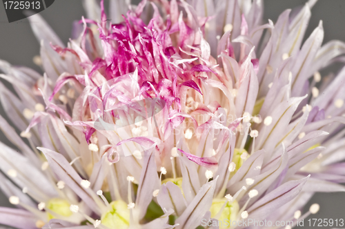 Image of chive blooming