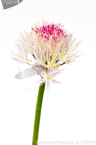 Image of chive blooming