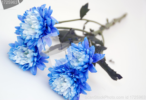 Image of Nice blue flowers