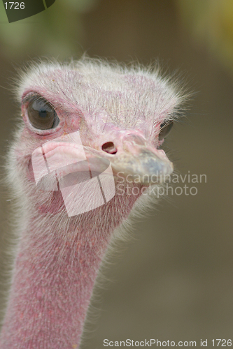 Image of Ostrich