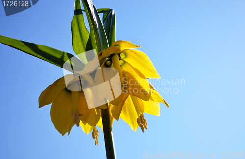 Image of Yellow spring flowers blooming blue sky background 