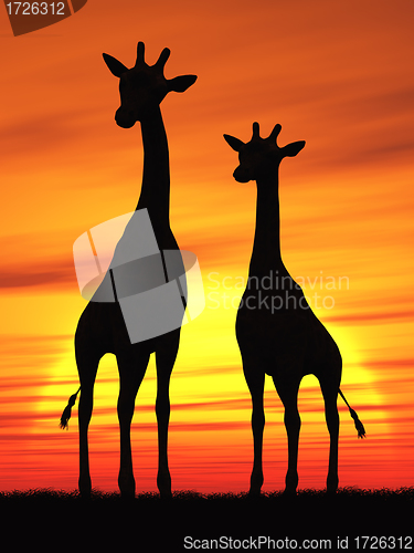 Image of Giraffe