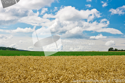 Image of Cornfield