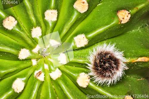 Image of Echinopsis eyriesii