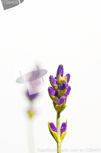 Image of Lavender