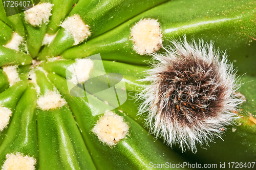 Image of Echinopsis eyriesii