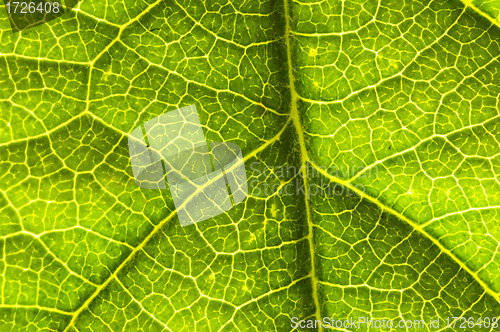 Image of closeup of a leaf 