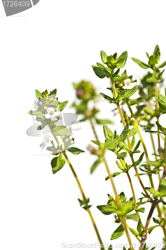 Image of thyme