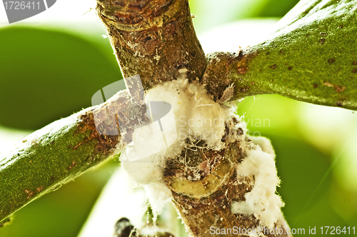 Image of mealybugs