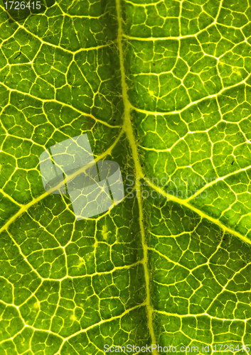 Image of closeup of a leaf 