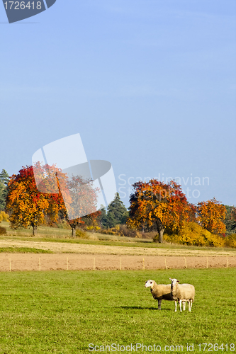 Image of Sheep in fall