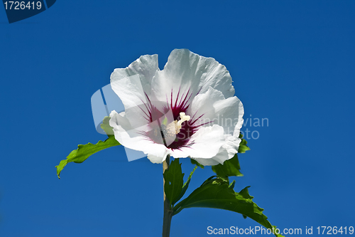 Image of White Hibiscus