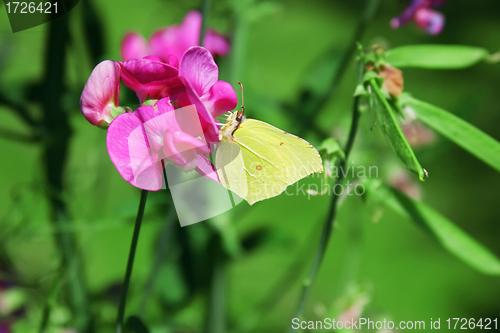 Image of Brimstone Butterfly