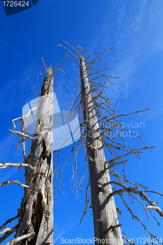 Image of Two dead tree trunks