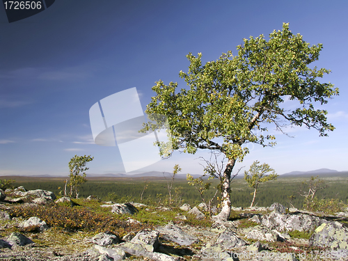 Image of Landscape