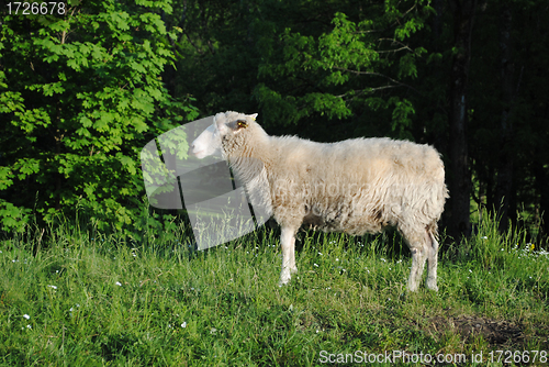 Image of Sheep