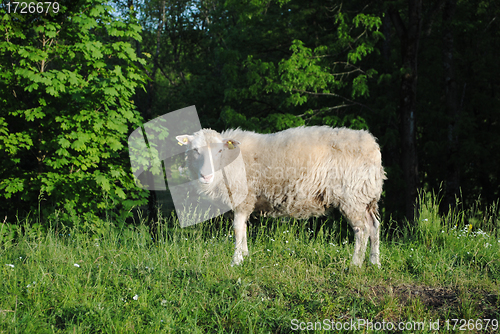 Image of Sheep