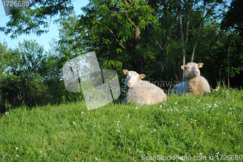 Image of A couple of sheep