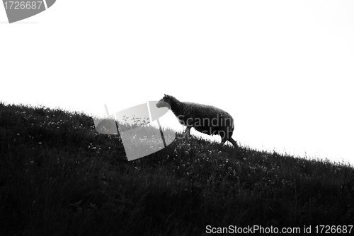 Image of Sheep on hill