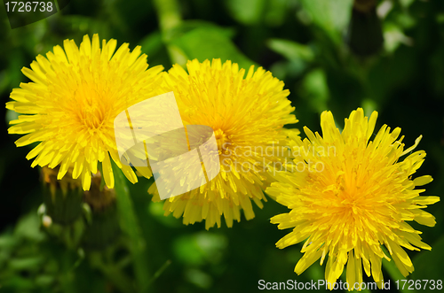 Image of dandelion