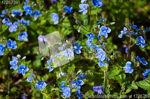 Image of forget-me-not