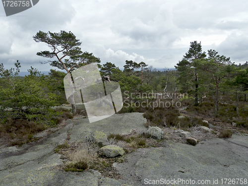 Image of forest in norway