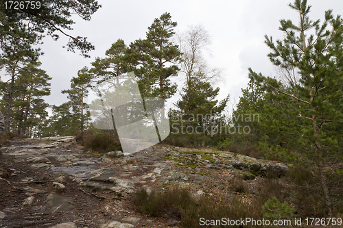 Image of rural forest in norway