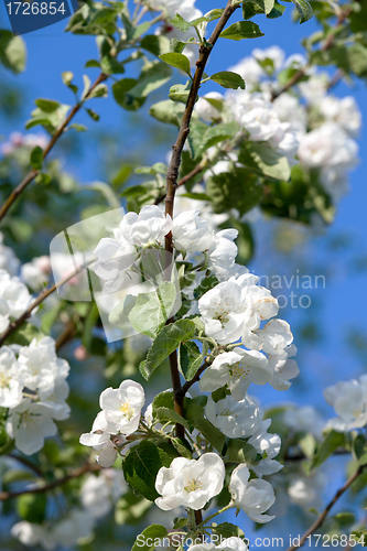 Image of Flowers Blooming Apple Tree