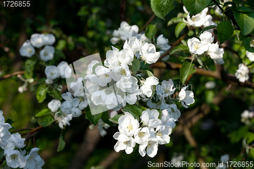 Image of Flowers Blooming Apple Tree