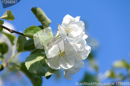 Image of Flowers Blooming Apple Tree