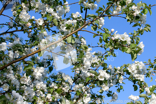 Image of Flowers Blooming Apple Tree