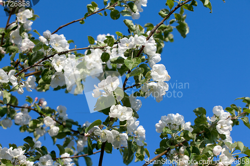 Image of Flowers Blooming Apple Tree