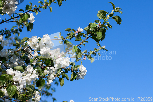 Image of Flowers Blooming Apple Tree