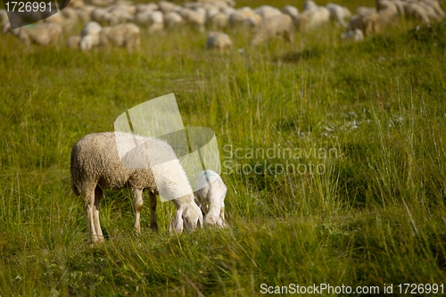 Image of Sheep