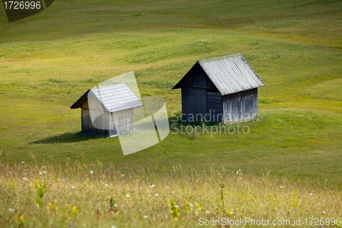 Image of Alpine Field