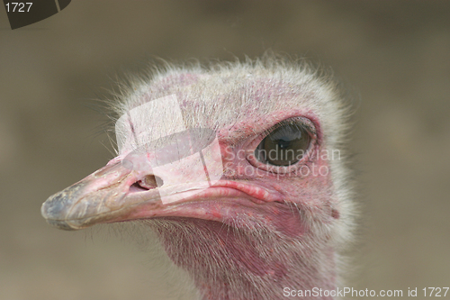 Image of ostrich 2